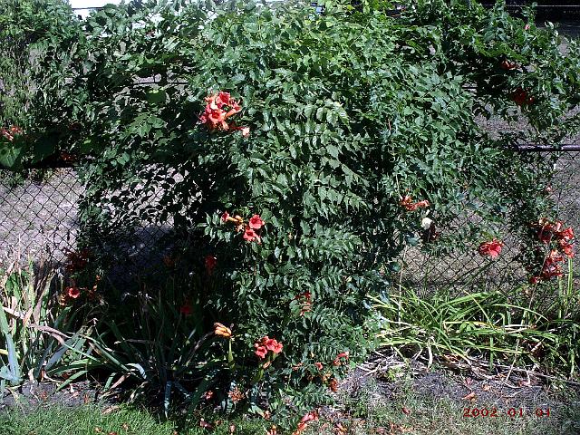 Picture 253.jpg